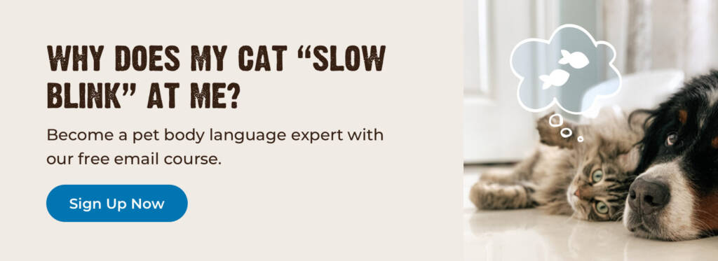 Cat Body Language: Signs of Feline Aggression Towards People