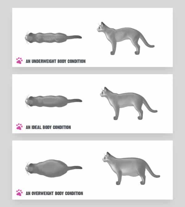 How Much Should Cats Weigh? How to Keep Your Cat Healthy and Happy