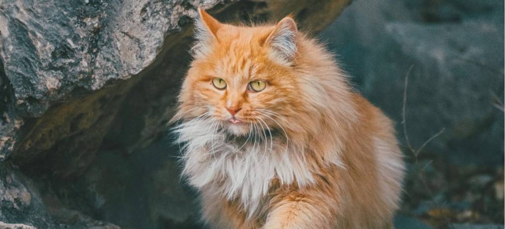 orange maine coon cat mix