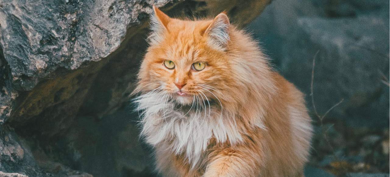 12+ Facts About Maine Coon Cats [Personality, History, Health & More]