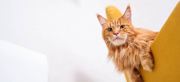 12+ Facts About Maine Coon Cats [Personality, History, Health & More]