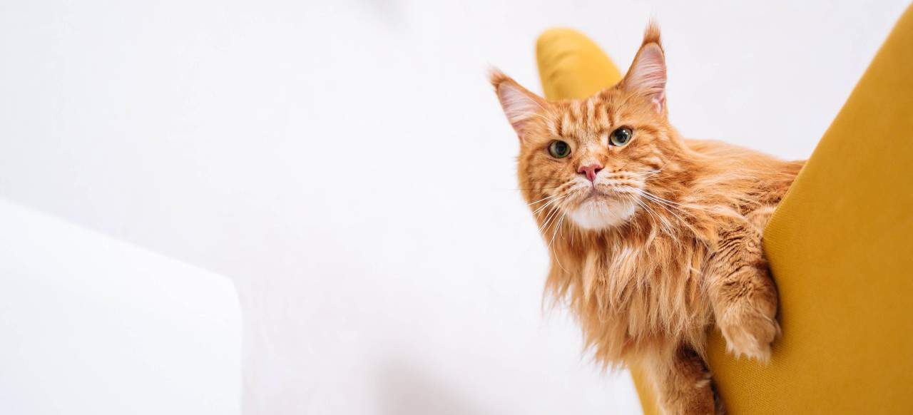 12+ Facts About Maine Coon Cats [personality, History, Health & More]