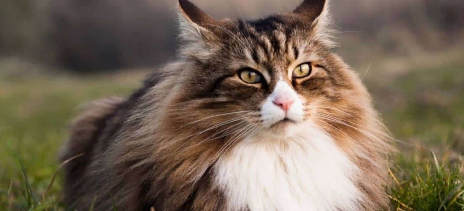 Norwegian Forest Cats [Facts & Personality Traits]