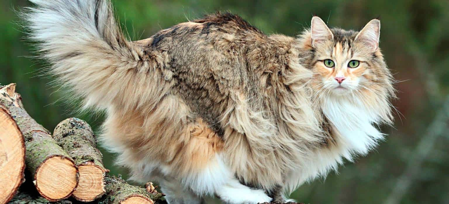 Norwegian Forest Cats [Facts & Personality Traits]