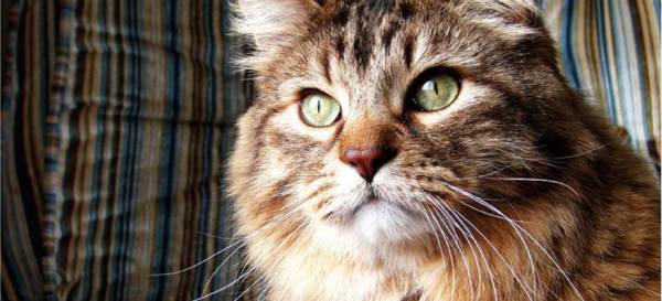 Norwegian Forest Cats [Facts & Personality Traits]