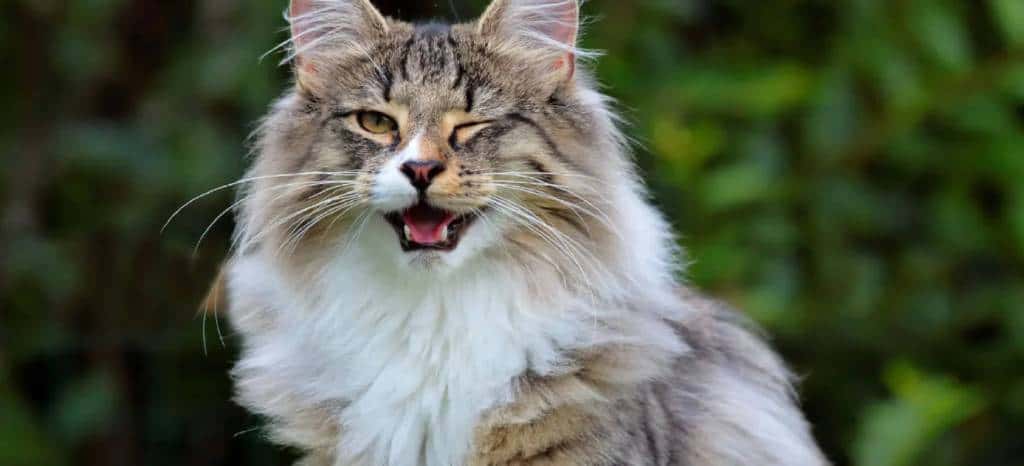 Norwegian Forest Cat: Breed Profile, Characteristics & Care