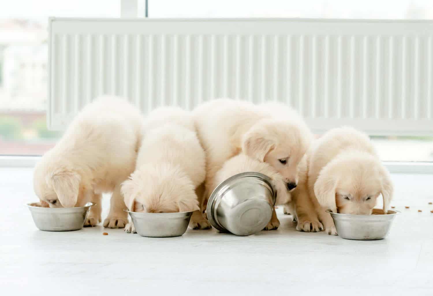 Retriever puppies eating