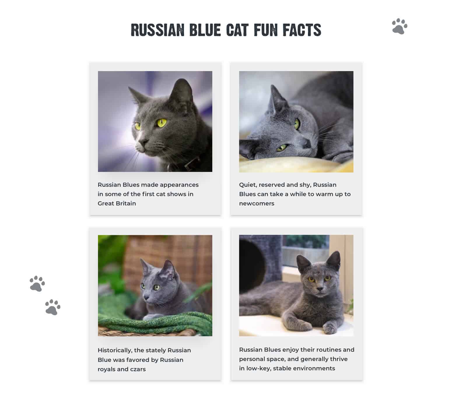 7+ Facts About Russian Blue Cats [Personality, History, Health & More]