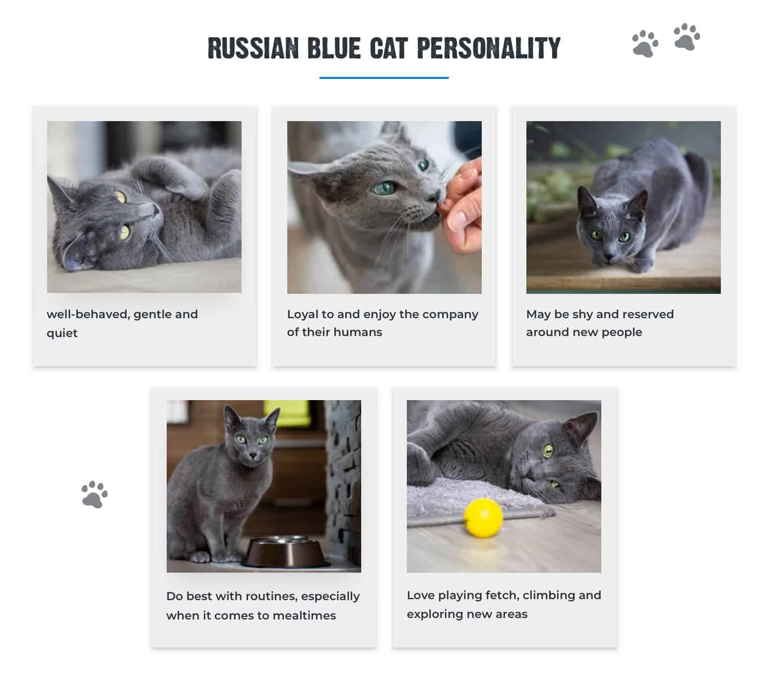 Russian-Blue-cat-personality