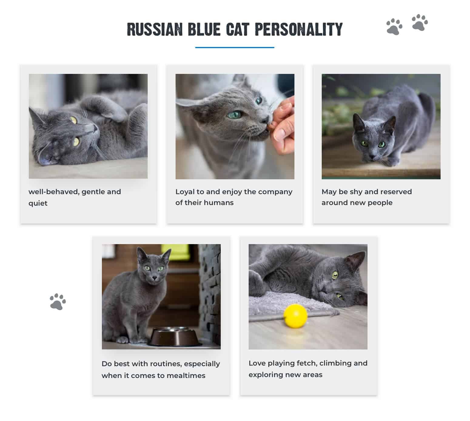 Lifespan of store russian blue cat