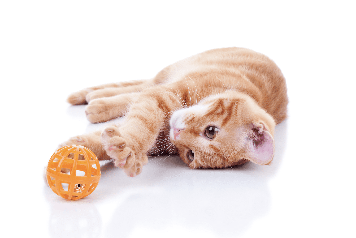 Your Cat Would Like Food Puzzle Toys