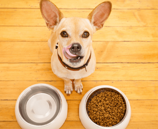 The Best Dog Food for Sensitive Stomachs