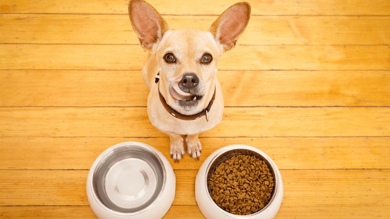 Best food to give outlet dog with sensitive stomach