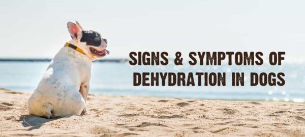 Picture of Dehydration in Dogs: Signs, Causes & Treatment