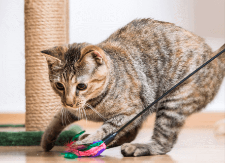 A brown cat playing with a feather toy in front of a scratching post