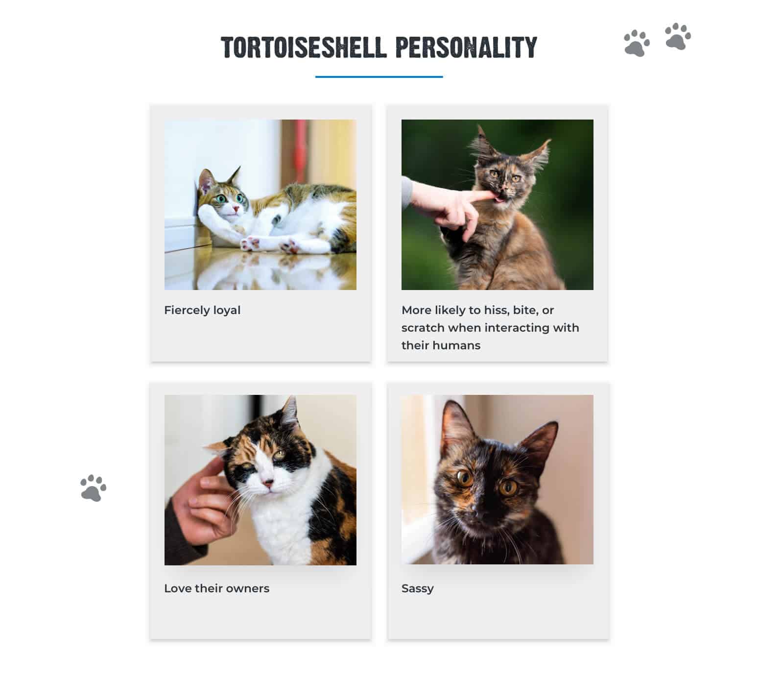 A chart containing 4 different characteristics of Tortoiseshell Cats Personality