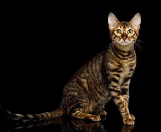 Toyger-cat-breed