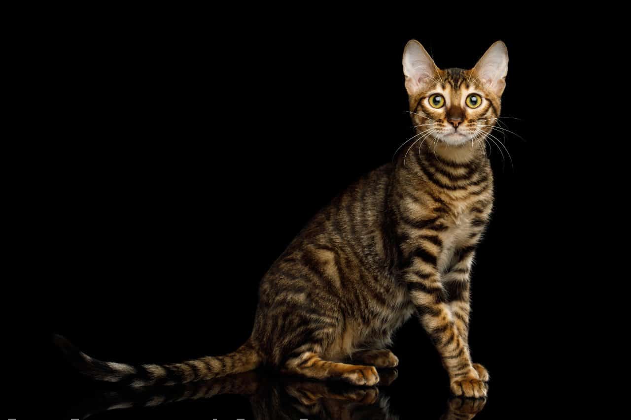 Toyger-cat-breed