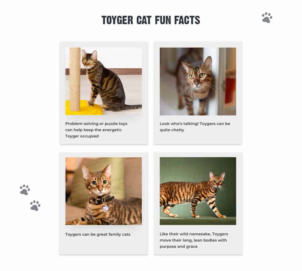 Tiger Cat Breed: Info, Pictures, Care, Traits & Facts