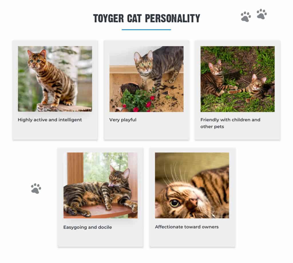 7+ Facts About Toyger Cats [Personality, History, Health & More]