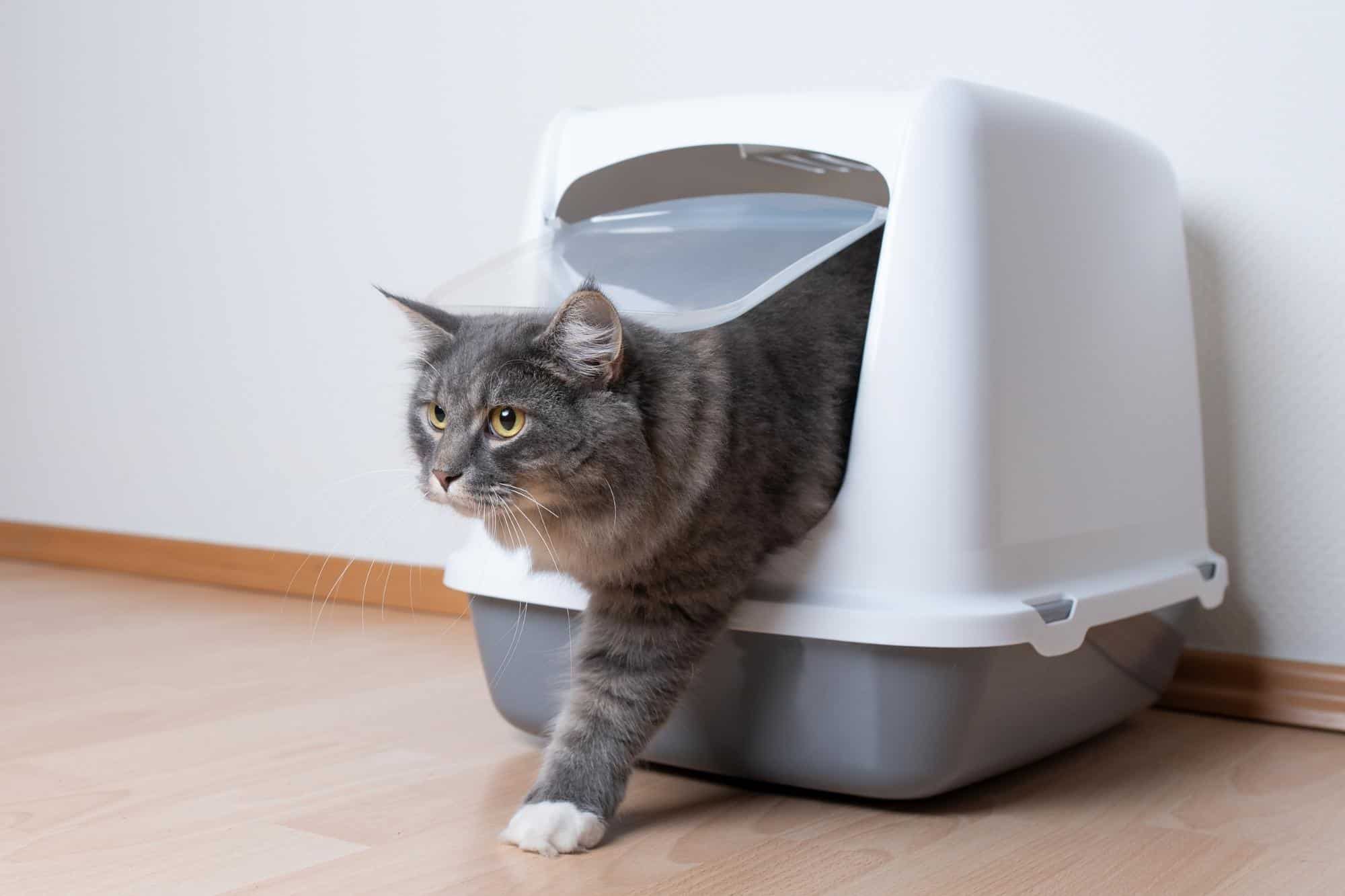 What Causes Urine Crystals In Male Cats