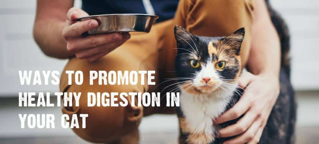 orange-and-black-cat-waiting-to-be-fed-by-person-holding-a-bowl-behind-them. text-over-image-reads-"ways-to-promote-healtjy-digestion-in-your-cat."