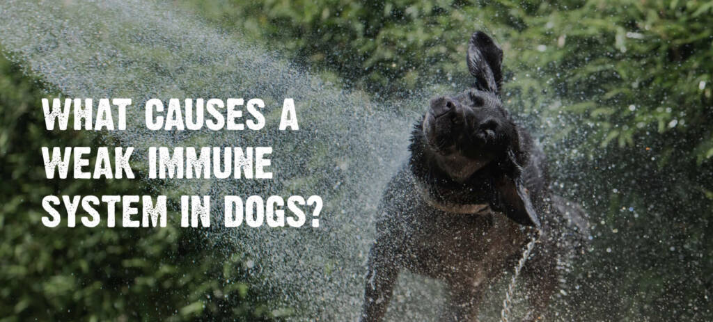 What-Causes-a-Weak-Immune- System-in-Dogs