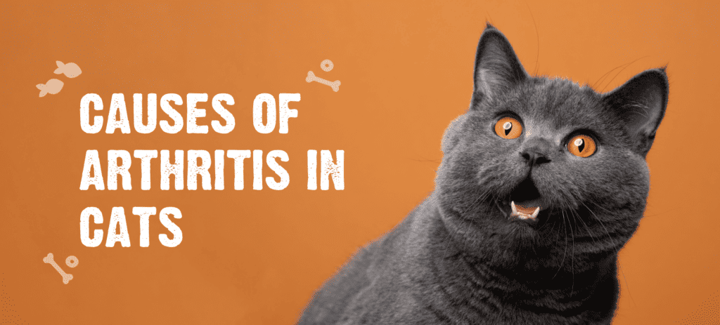 Causes of Arthritis in Cats