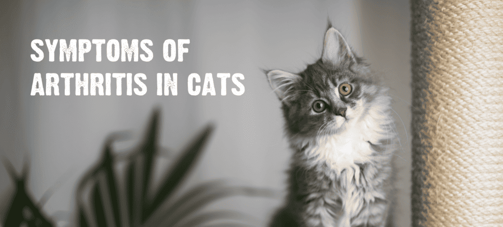 Symptoms of arthritis in cats