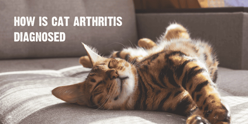 How is cat arthritis diagnosed