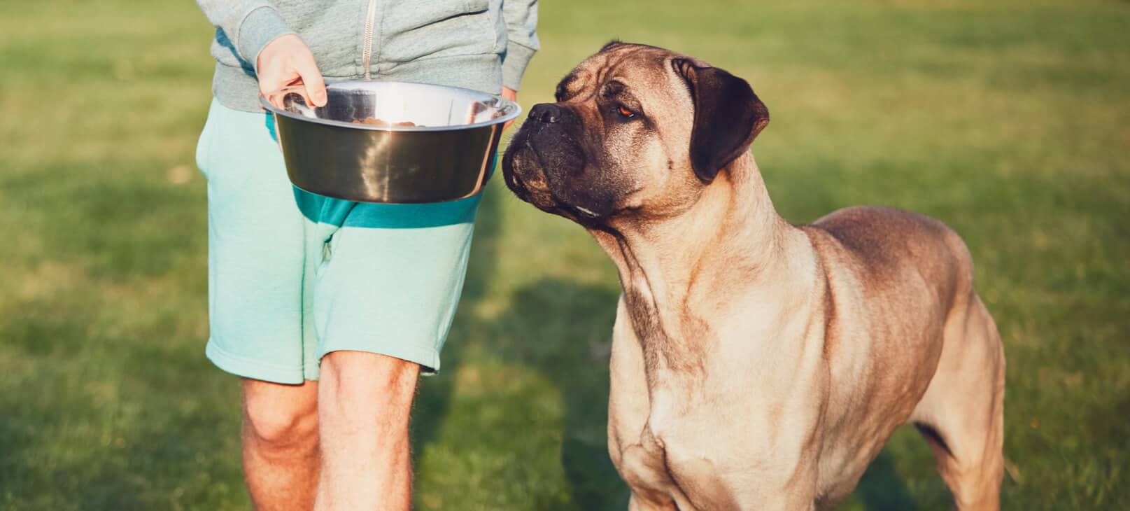 Pet owner holding a metal bowl of food in front of a large dog standing outside in grass