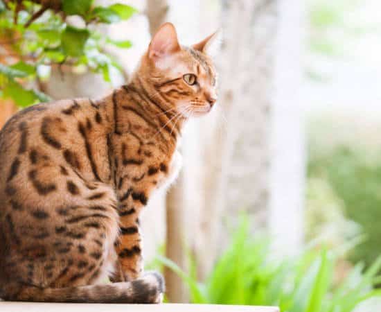 A bengal cat sitting outside
