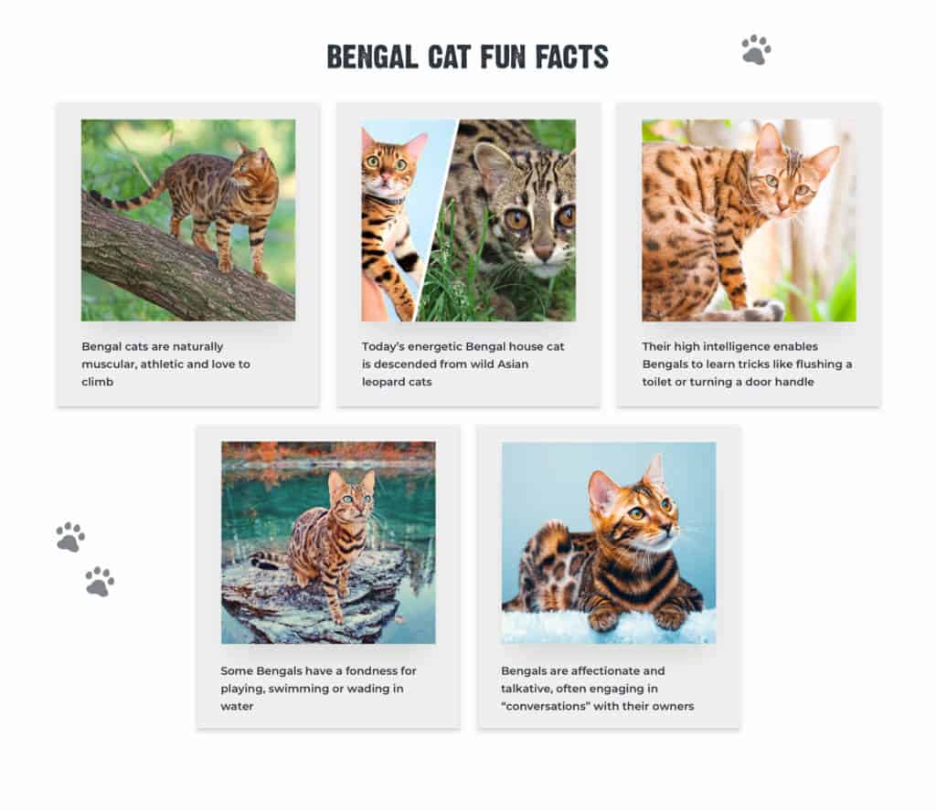 Different types of bengal hot sale cats