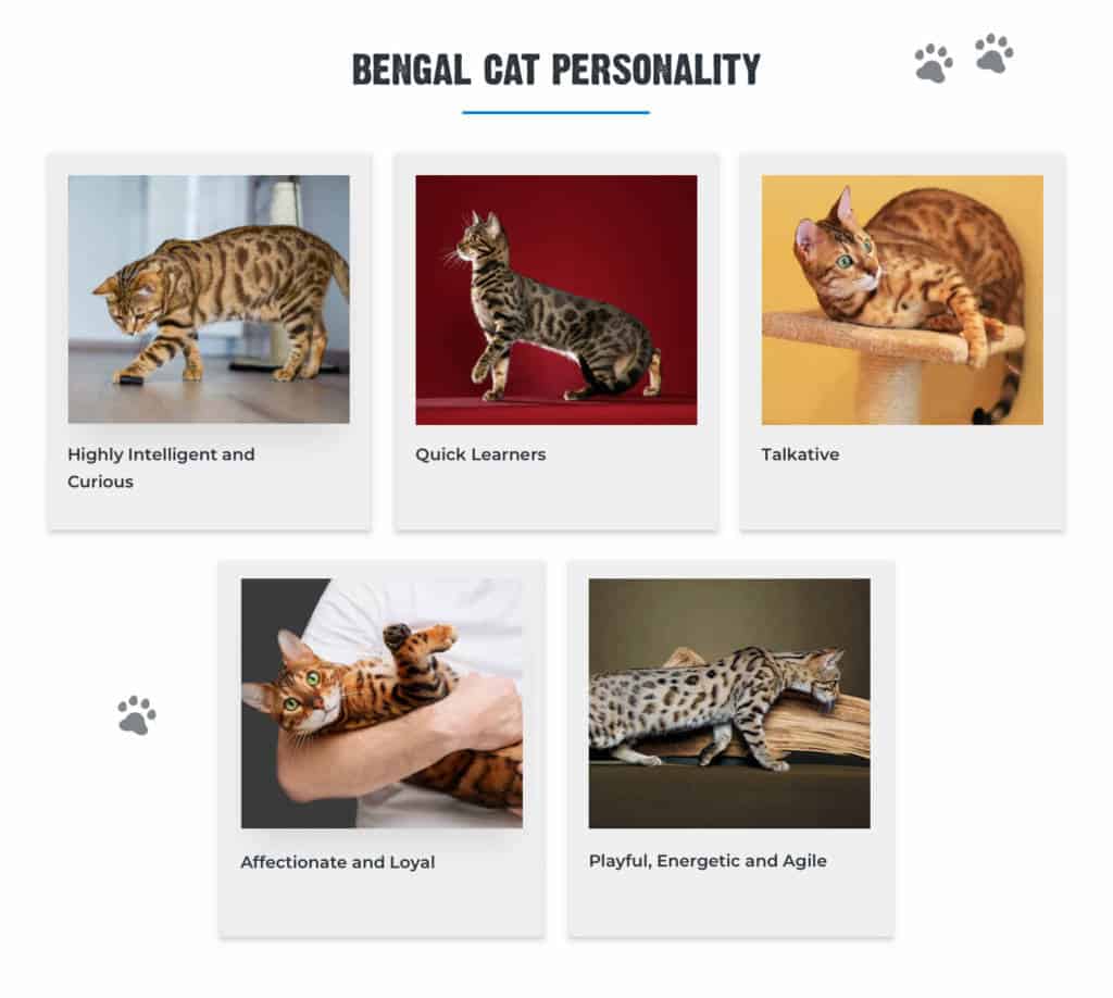bengal cat personality graphic
