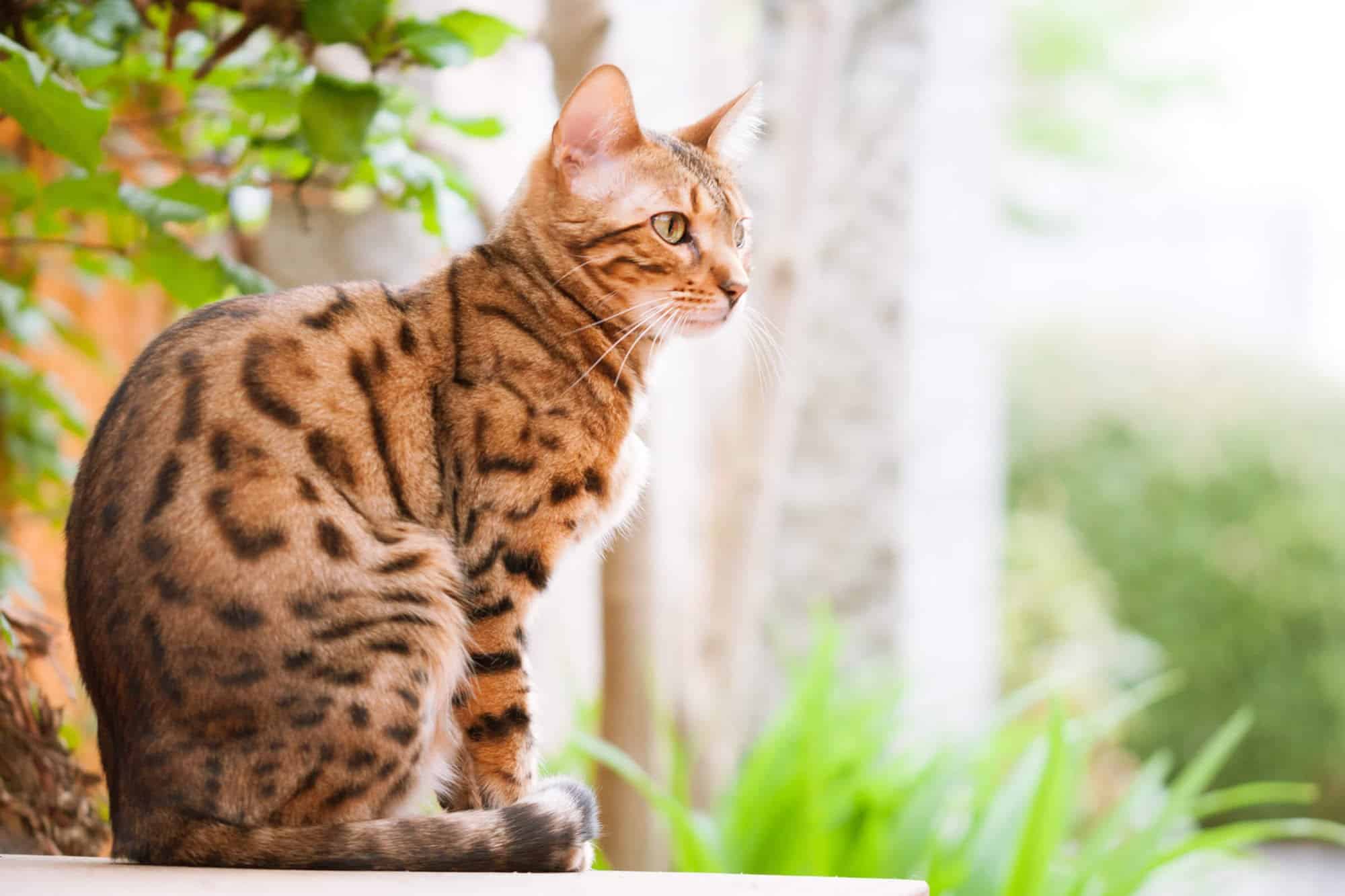 A bengal cat sitting outside