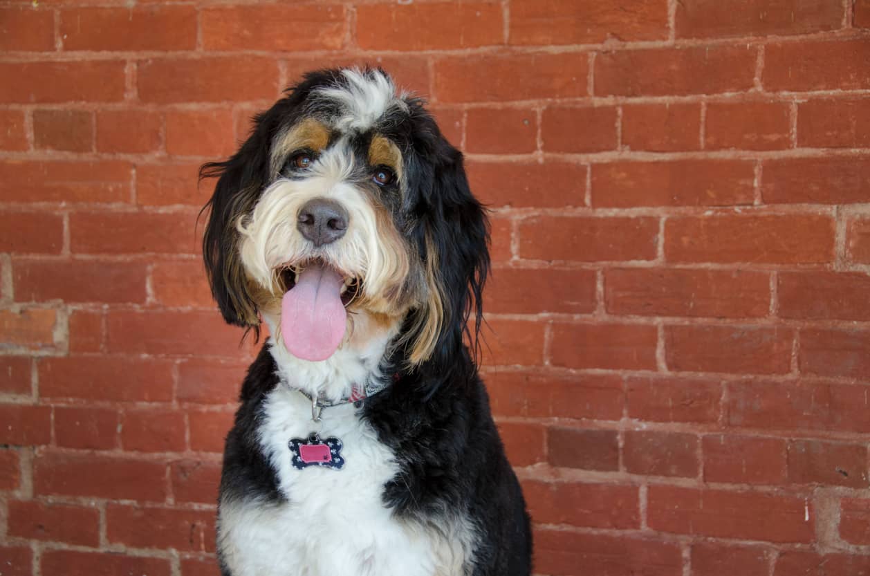 Portrait of a Bernedoodle