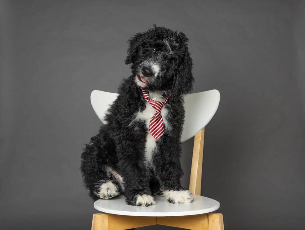 bernedoodle dog