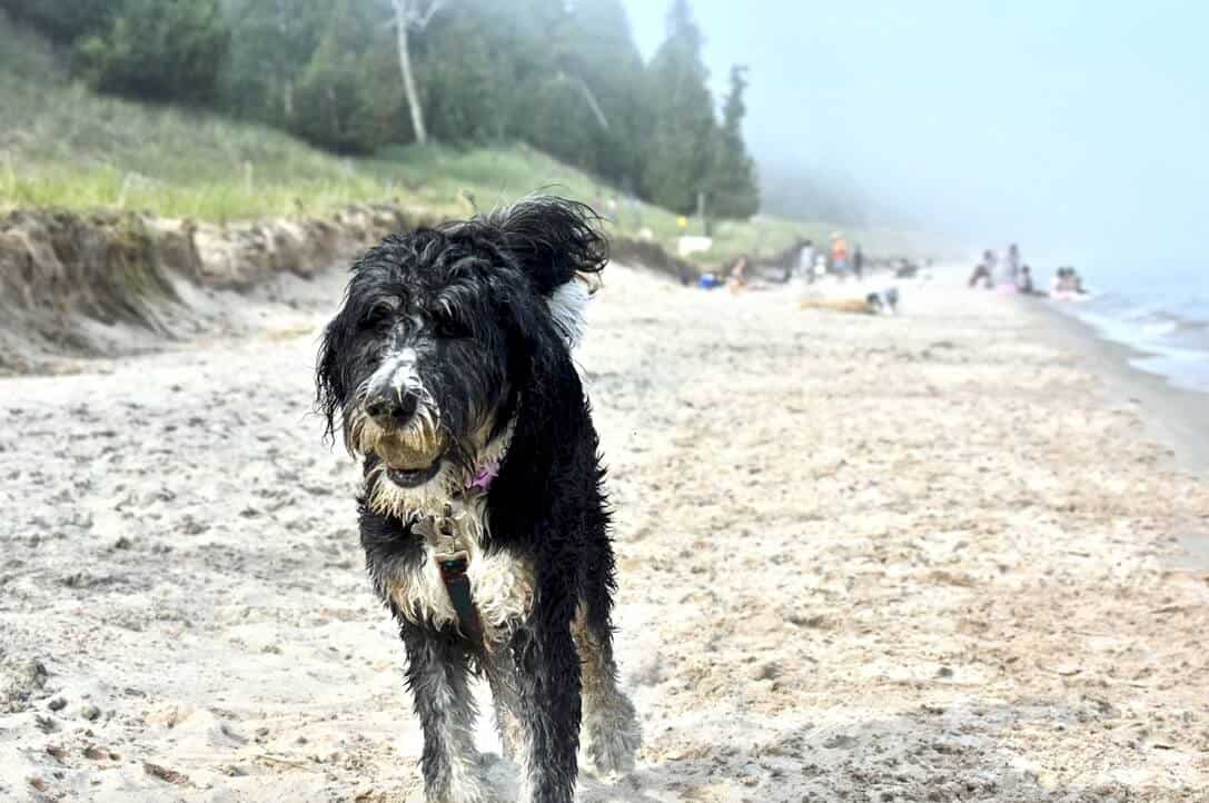 do bernedoodles shed