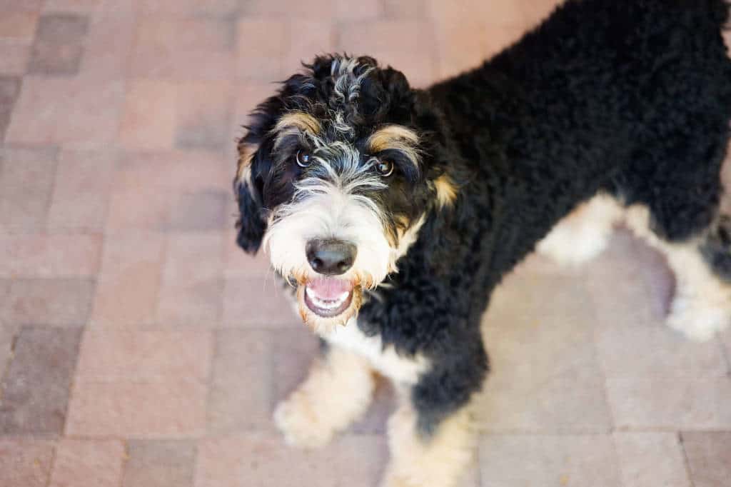 how big do bernedoodles get