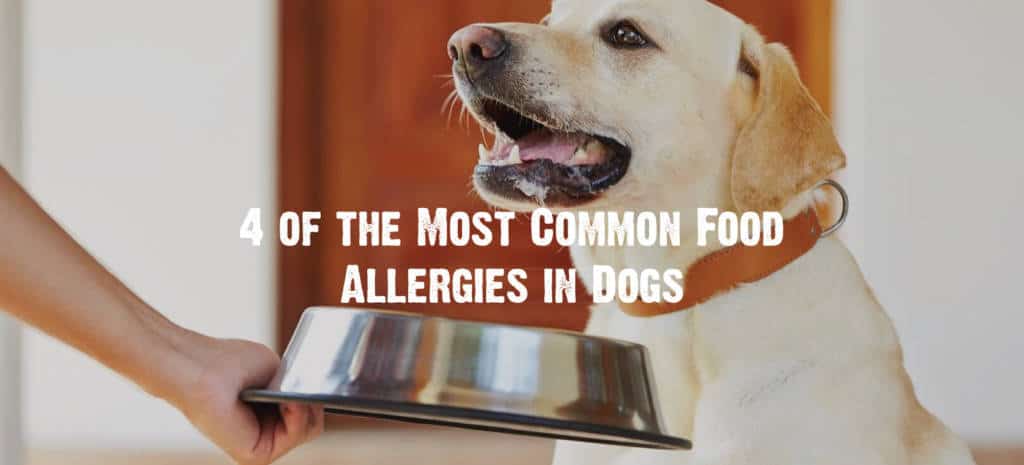 most common food allergies in dogs 