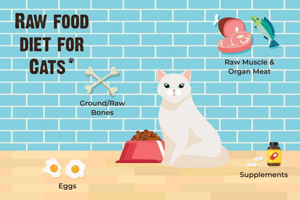 cat raw food diet examples