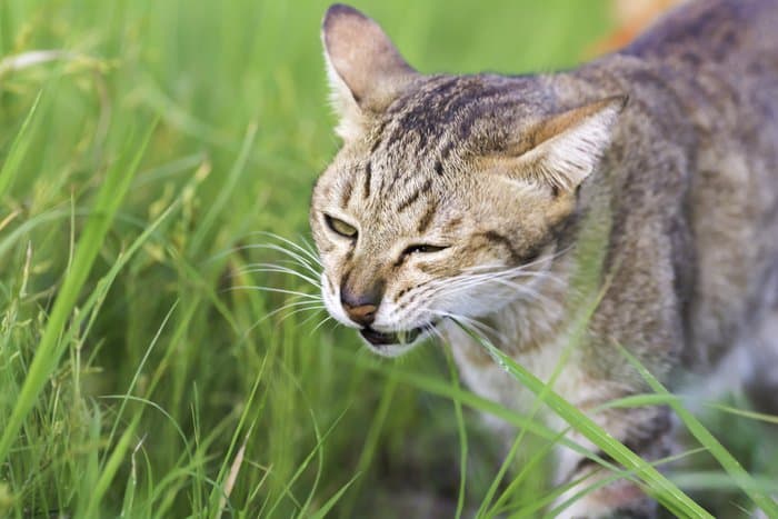 Cat vomits dry outlet food