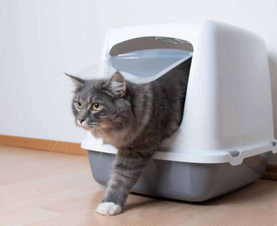 A cat walking out of a litter box