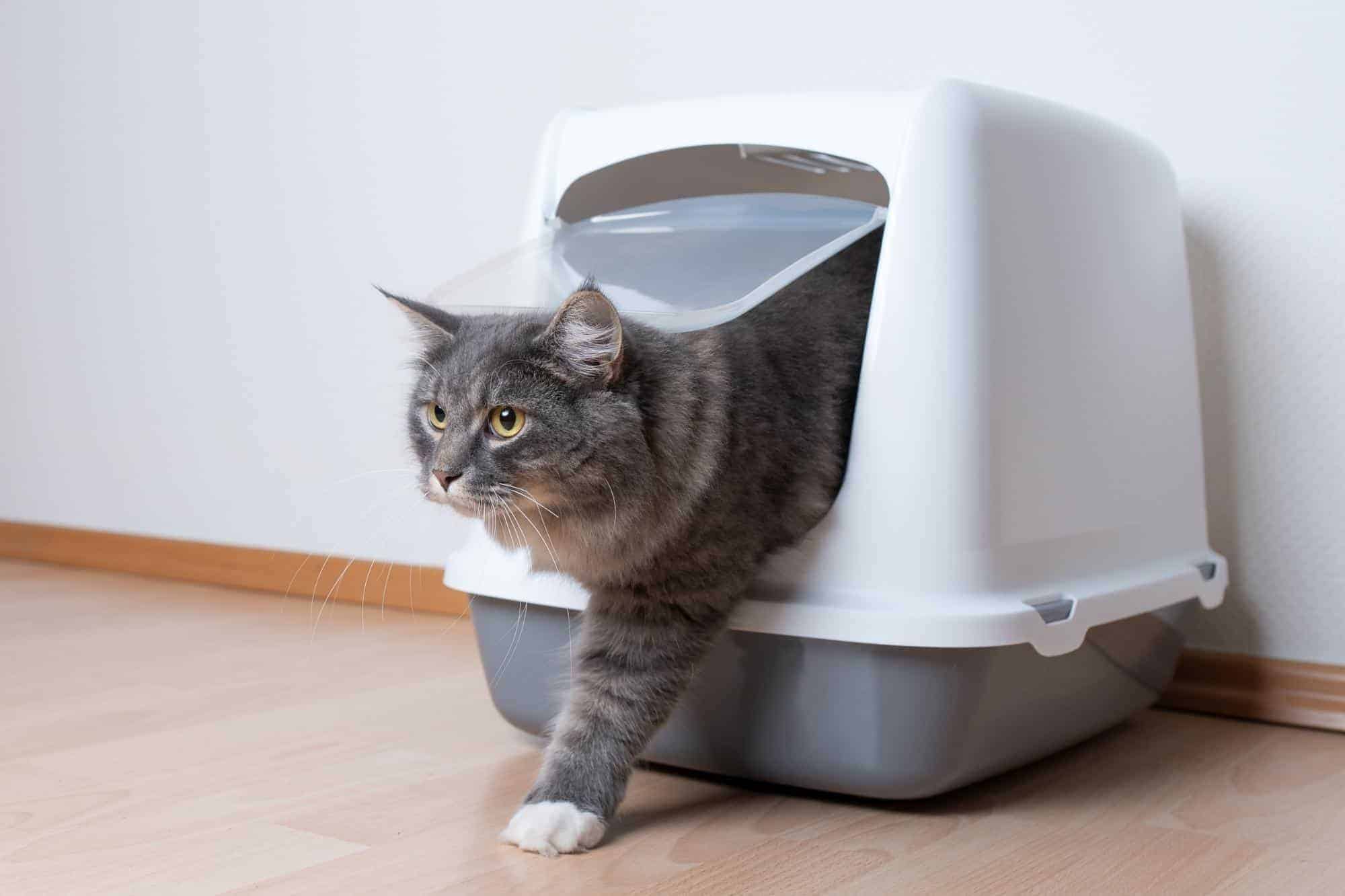 A cat walking out of a litter box