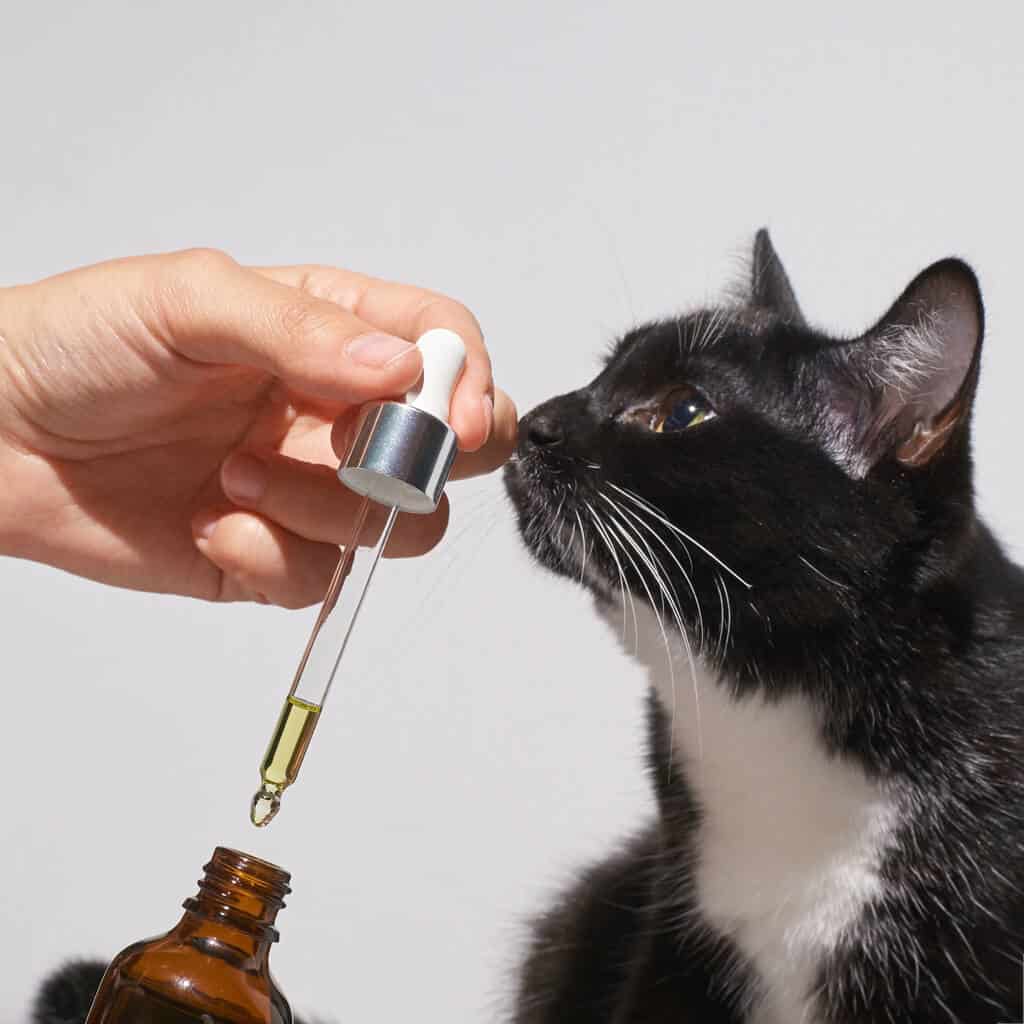 Hemp Oil for your Pets - Life Line Pet Nutrition