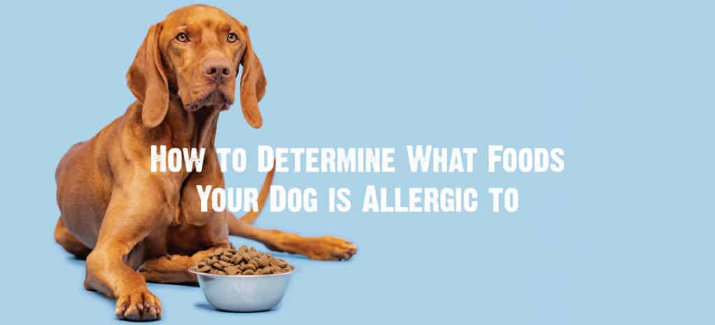 what are dogs allergic to 
