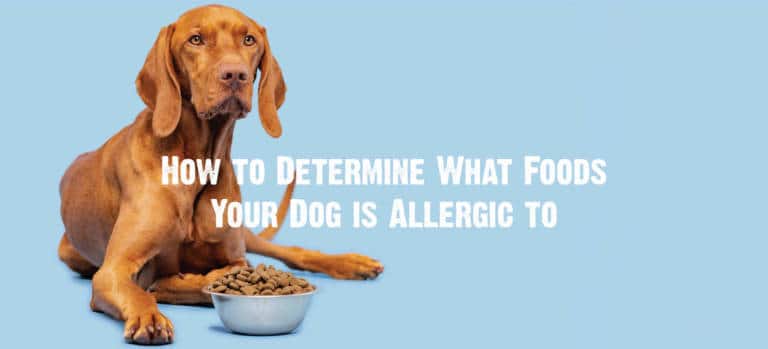 Food Allergies in Dogs: Symptoms, Diagnosis & Treatment