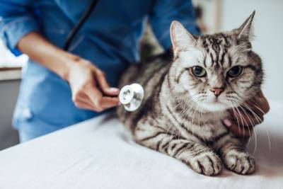 24 Common Cat Diseases & Health Problems [Plus Symptom Guide]