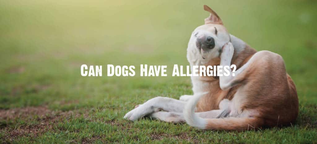 Can dogs have allergies