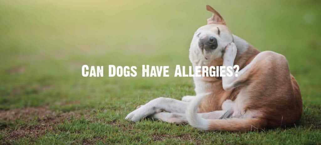 Dog common hotsell food allergies